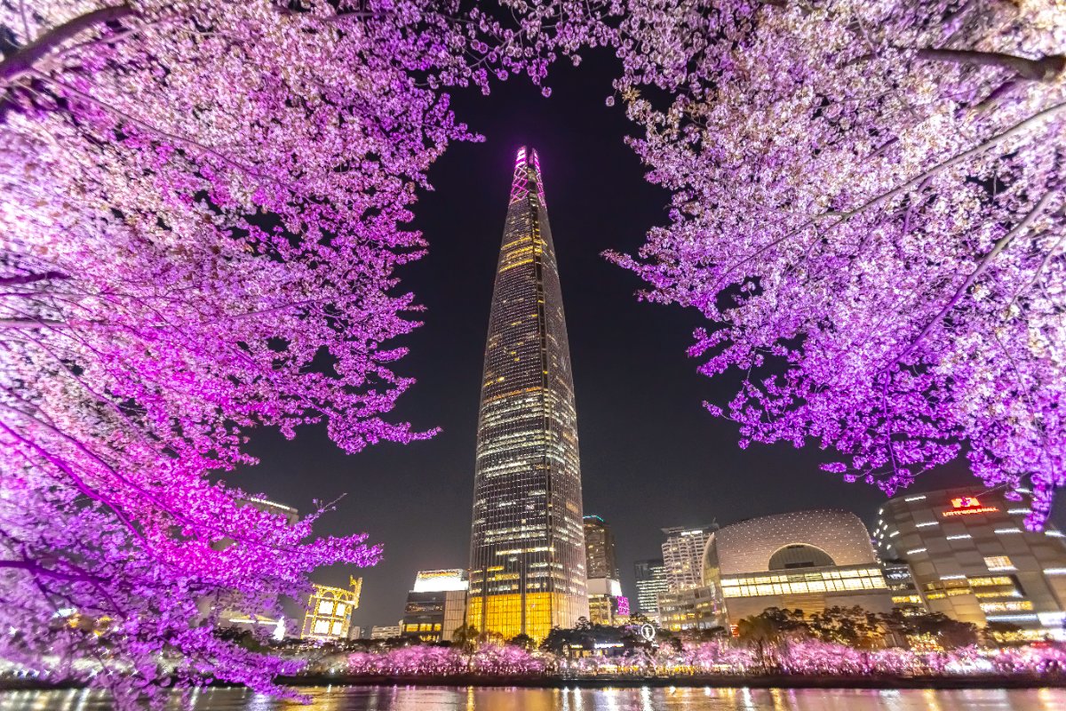 석촌호수와 롯데월드  벚꽃 야경