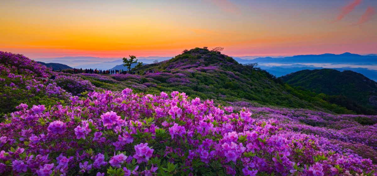 황매산의 여명