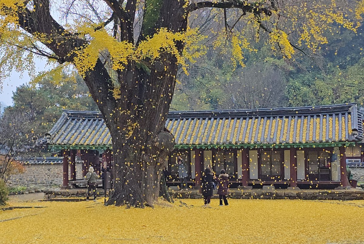 명륜당의 가을