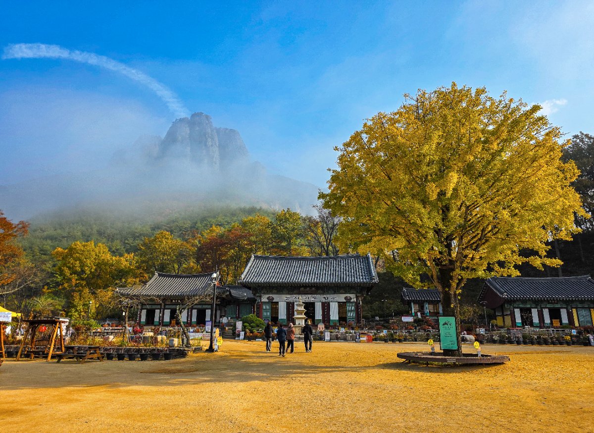 노란 은행나무 아래에서 기암을 바라보다