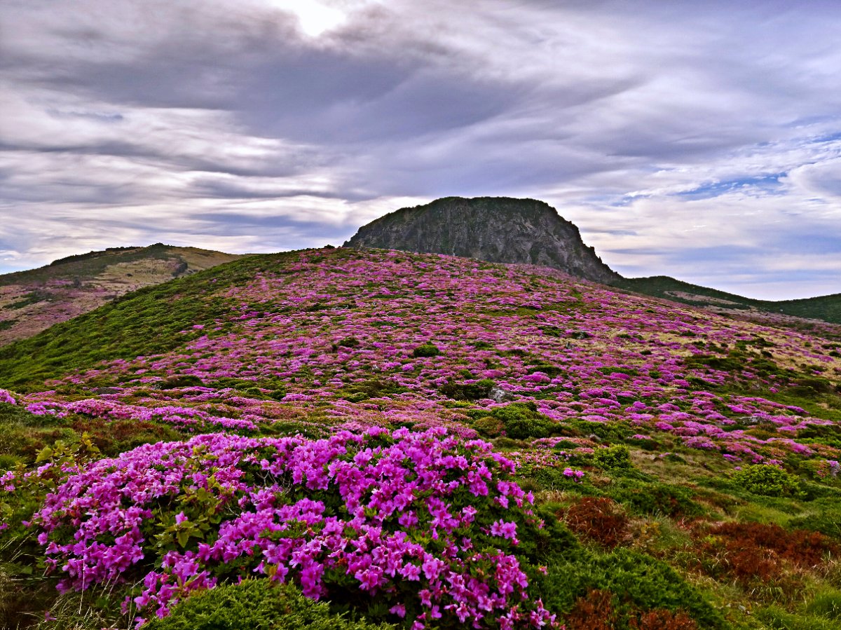 한라산의 봄1