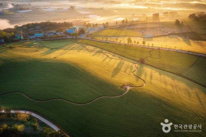 Barley Field in Gochang