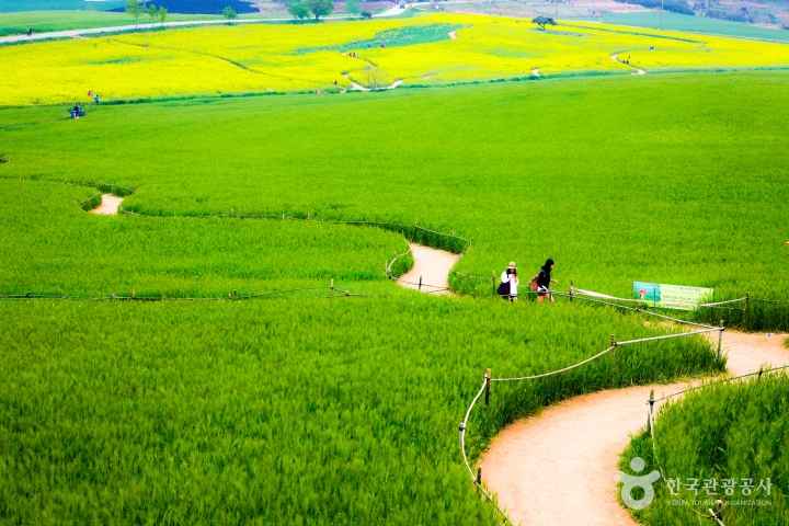 Gochang Green Barley Festival