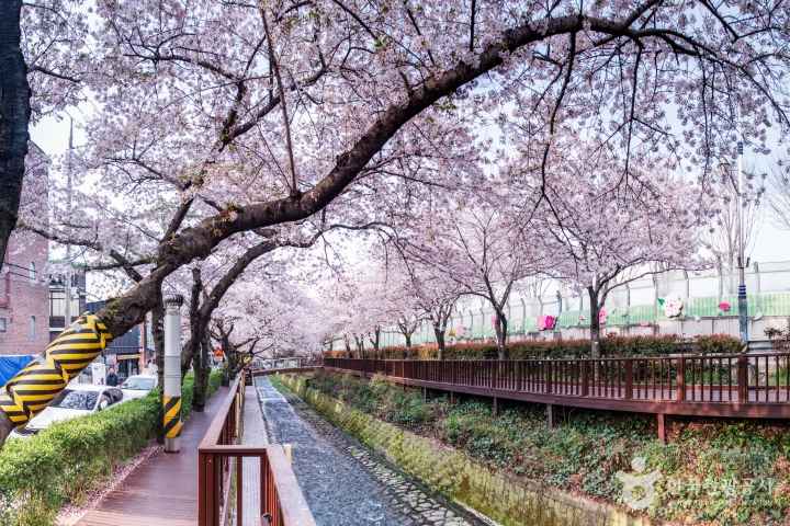 2024 진해군항제