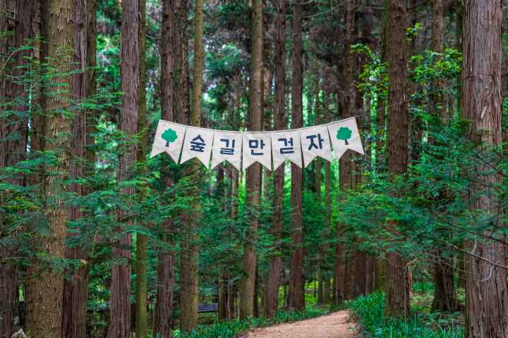 정남진 편백숲 우드랜드