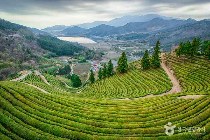 보성 차밭전망대