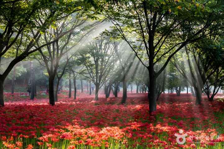 Red Spider Lily Festival