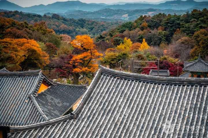 세종 비암사