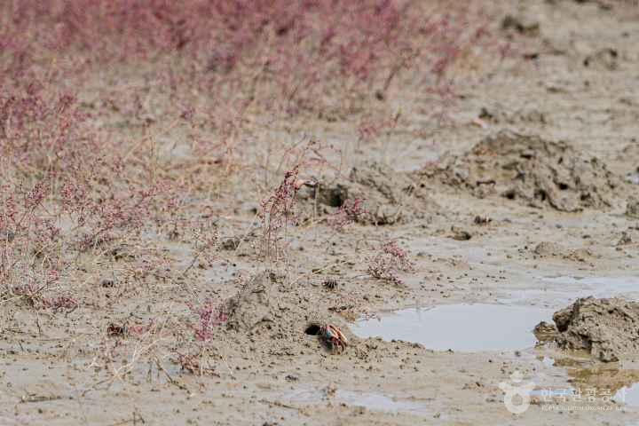 Seongmodo Shrubby Sea-blite Habitat