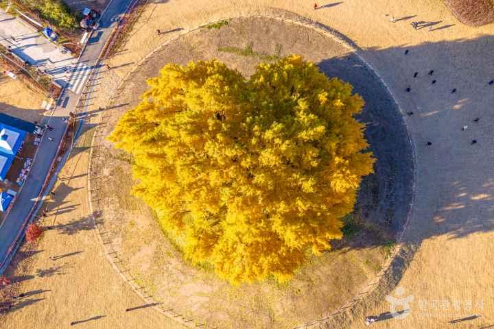Ginkgo Tree of Bangye-ri, Wonju