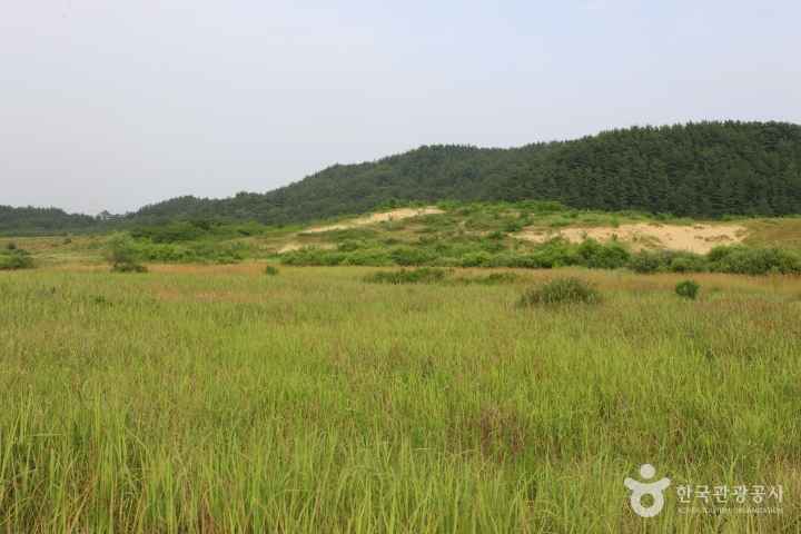 Sinduri sand dune 