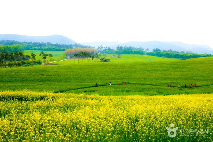 Gochang Green Barley Festival