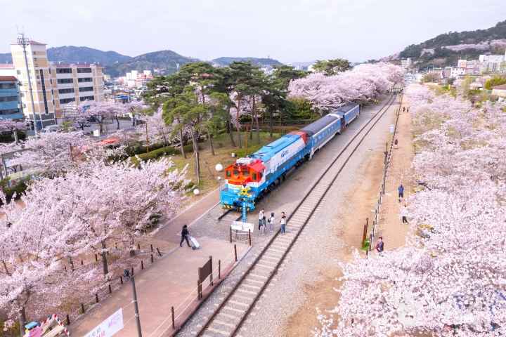 2024 진해군항제