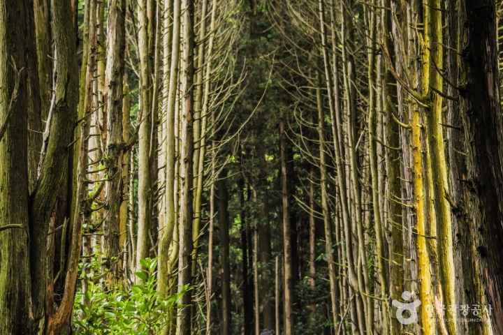 Andol Oreum Secret Forest