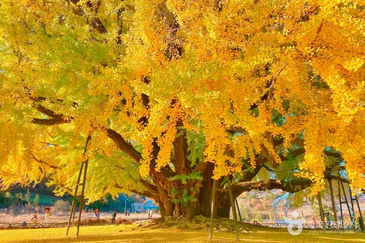 Fall in the Bangye-ri Ginkgo Tree