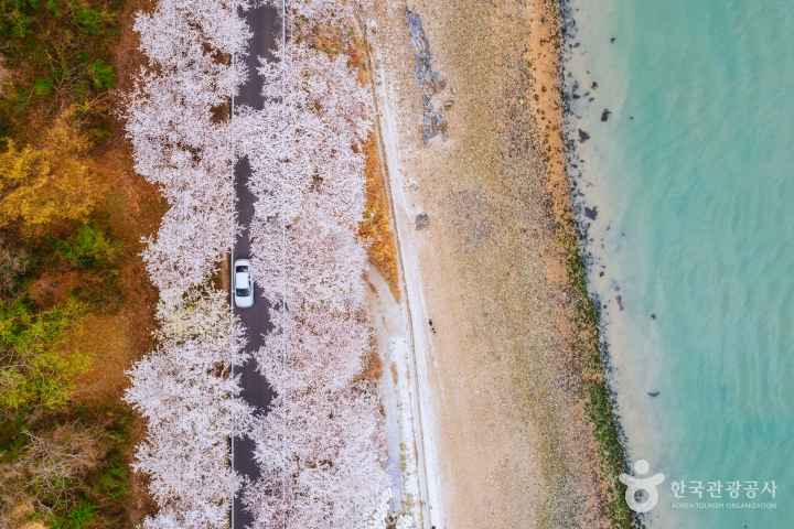 Namhae Cherry Blossom Road