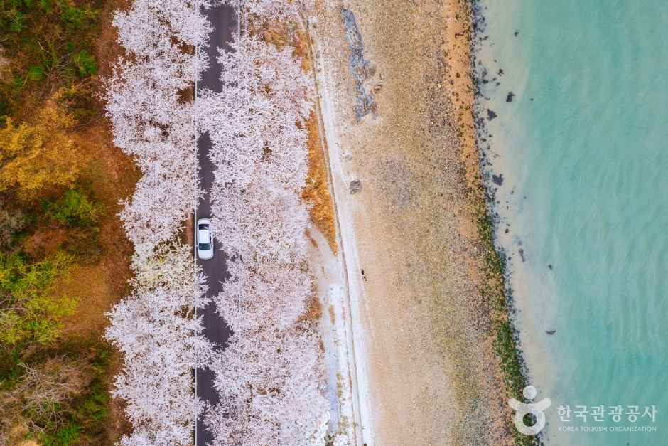 Namhae Cherry Blossom Road