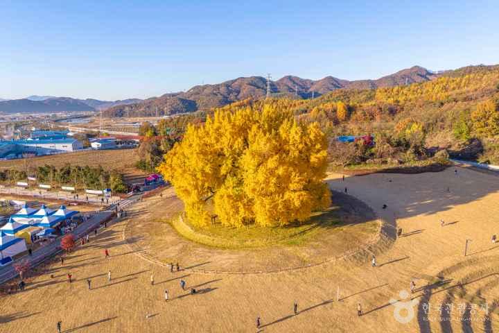Ginkgo Tree of Bangye-ri, Wonju