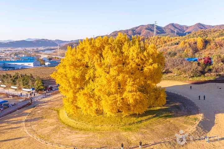 Ginkgo Tree of Bangye-ri, Wonju