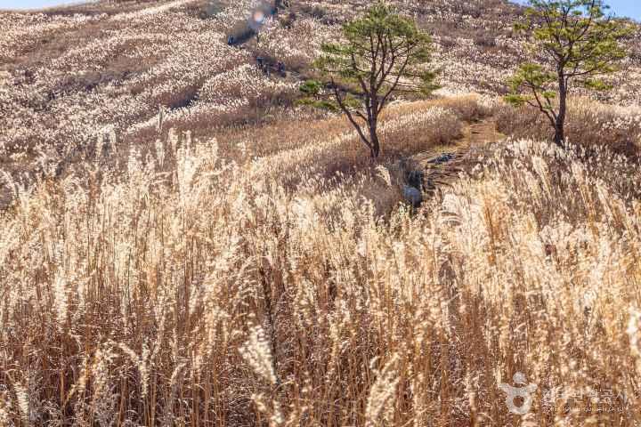 민둥산