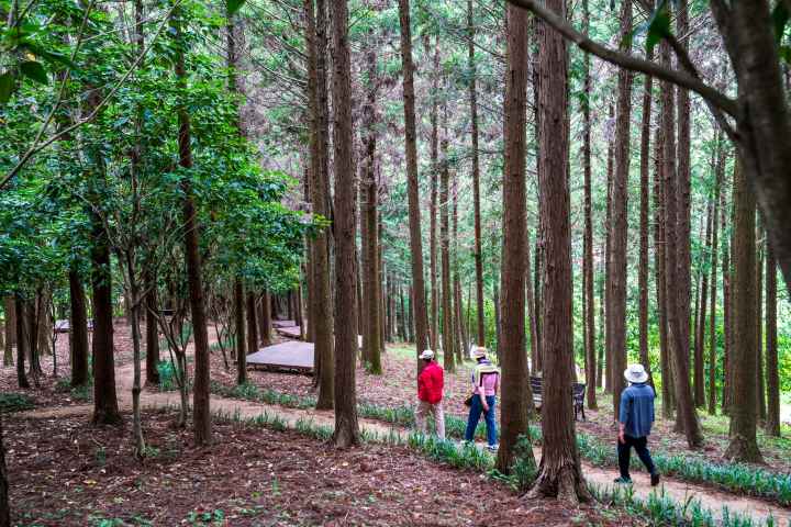 정남진 편백숲 우드랜드