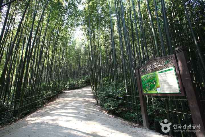 죽녹원