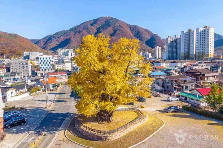 Ginkgo Tree of Hasong-ri, Yeongwol