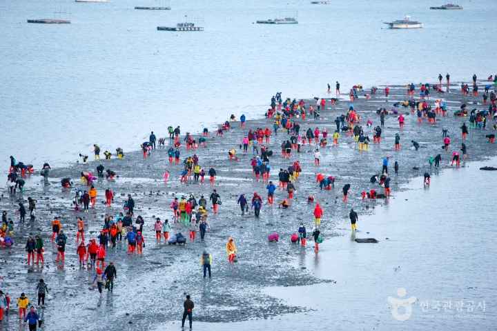 진도 신비의 바닷길 축제