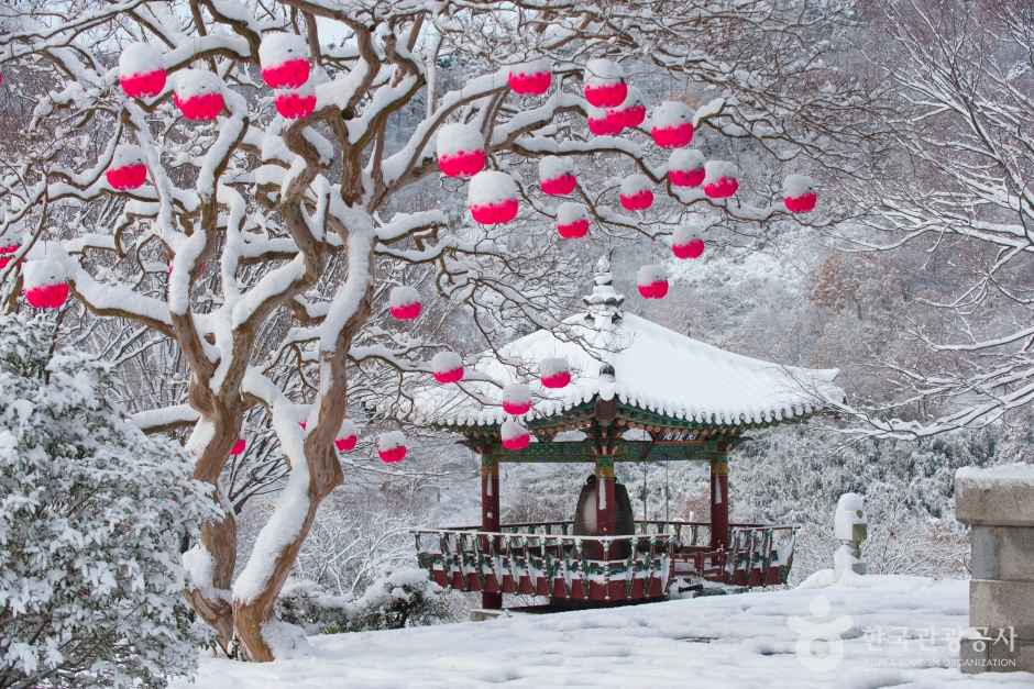Lotus Lantern in the winter