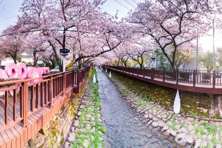 2024 진해군항제