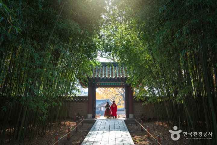 Into the Bamboo Forest