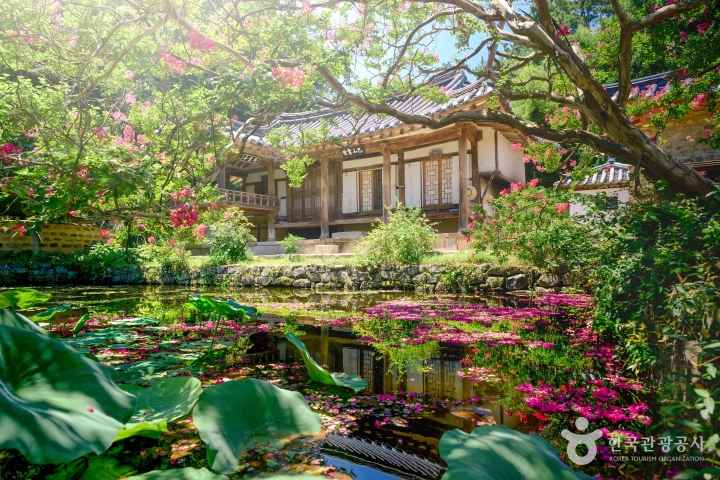 고택을 물들인 배롱나무