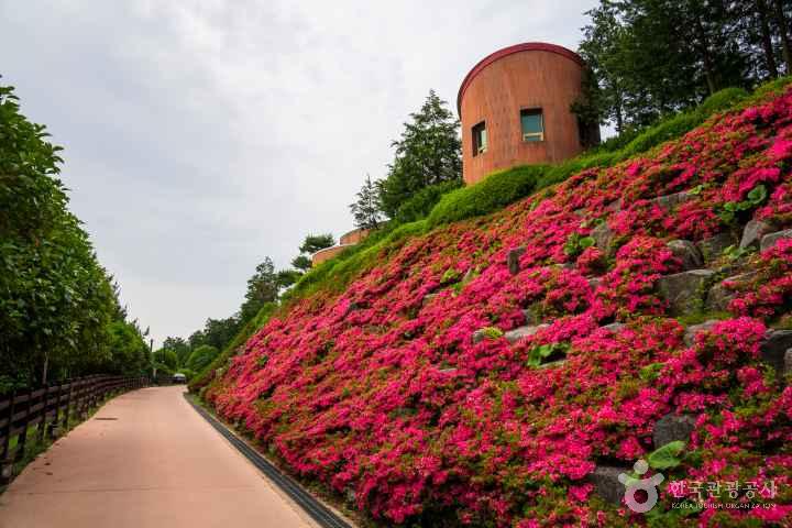Jeongnamjin Cypress Forest Woodland