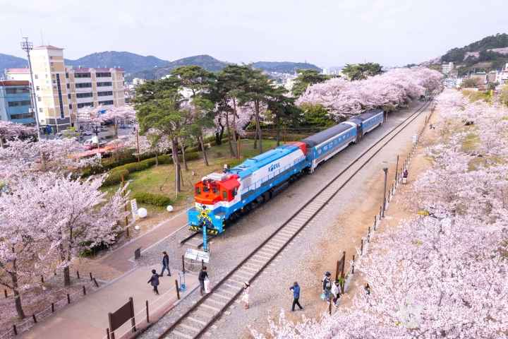 2024 진해군항제