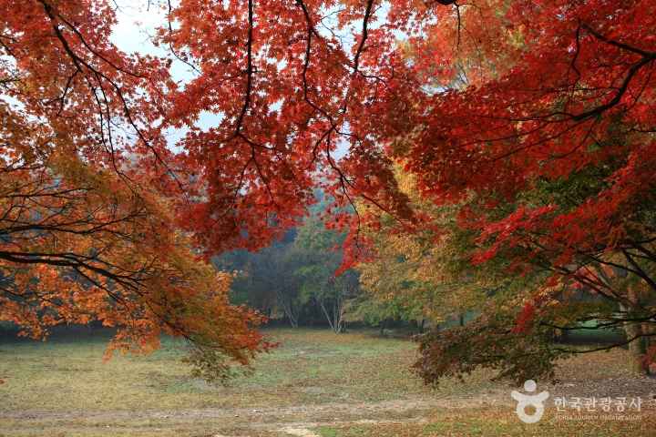 Mt. Naejangsan in Autumn 