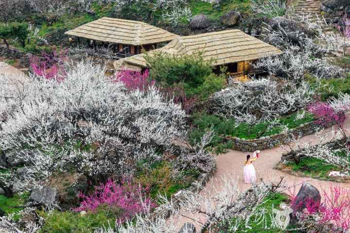 봄이 춤추는 매화마을