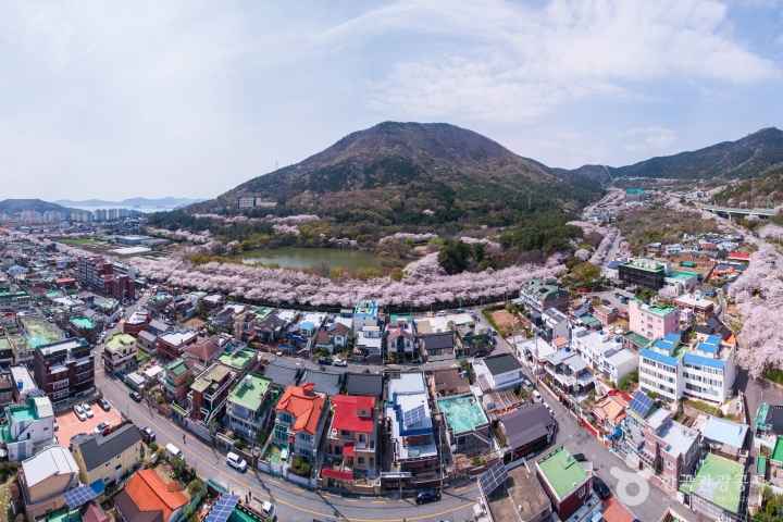 2024 진해군항제