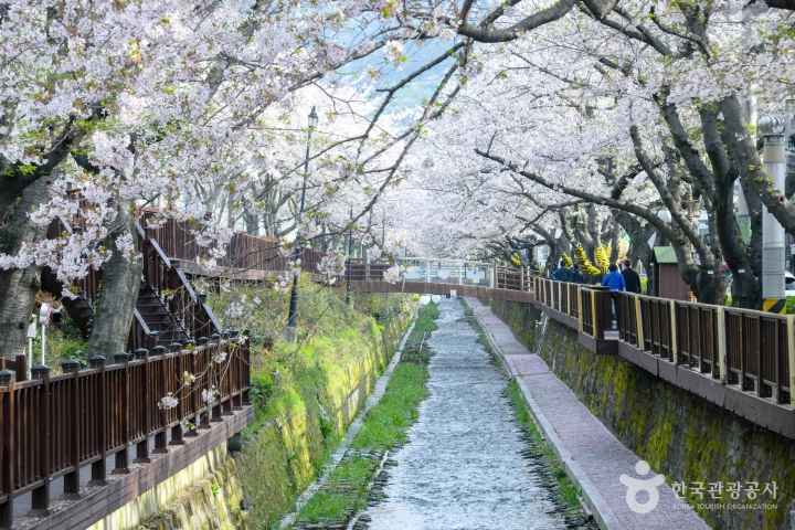 2024 진해군항제