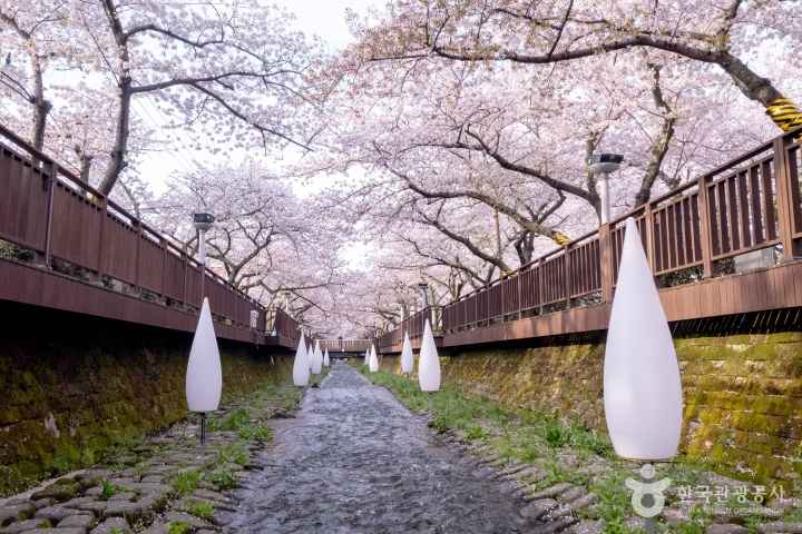 2024 진해군항제