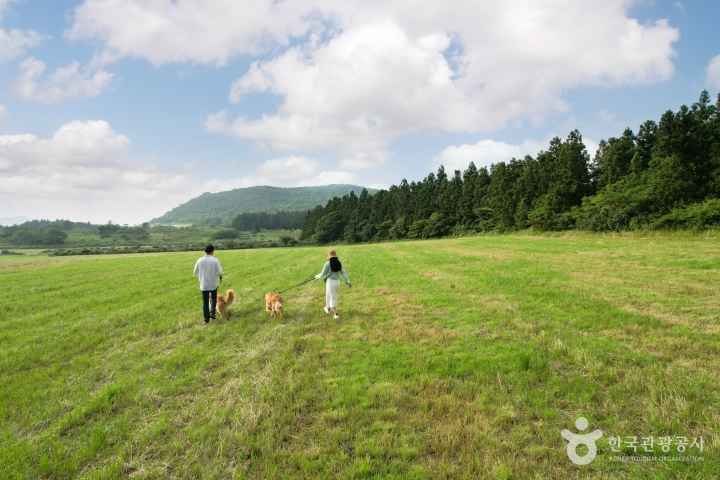 Andol Oreum Secret Forest