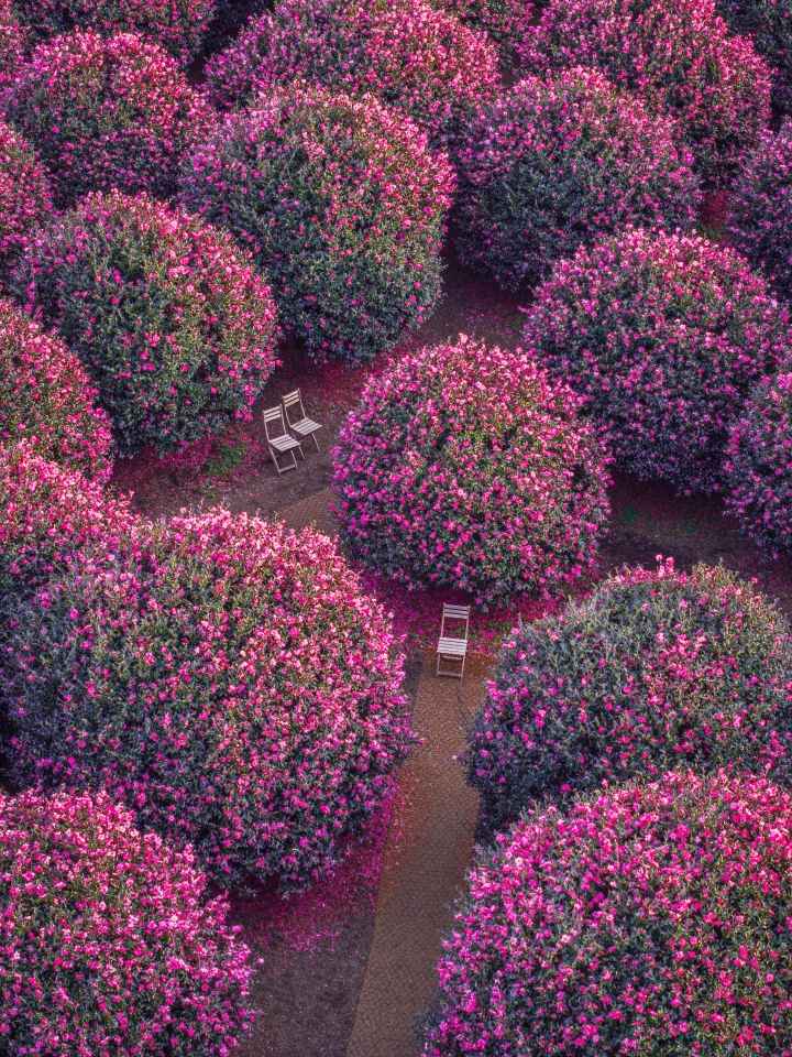 Camellia Forest