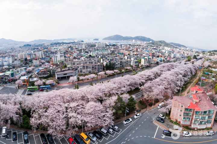 2024 진해군항제