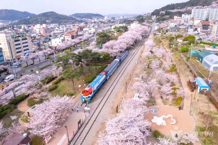 2024 진해군항제