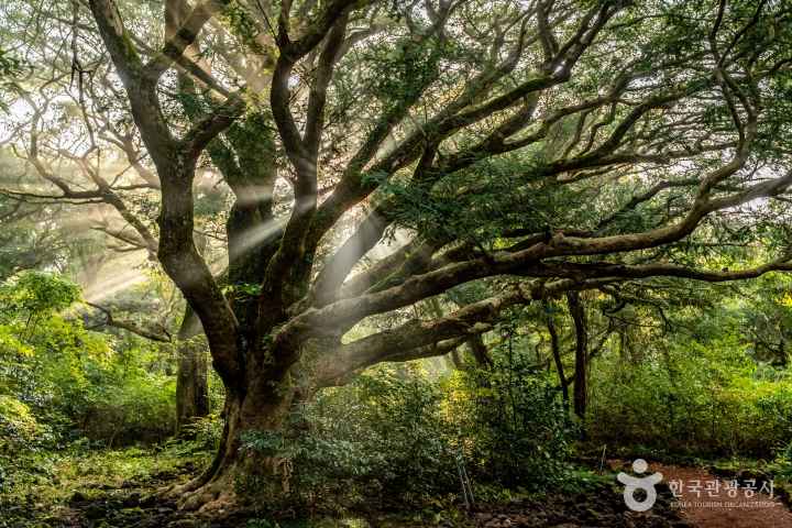 Bijarim Forest