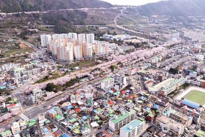 2024 진해군항제