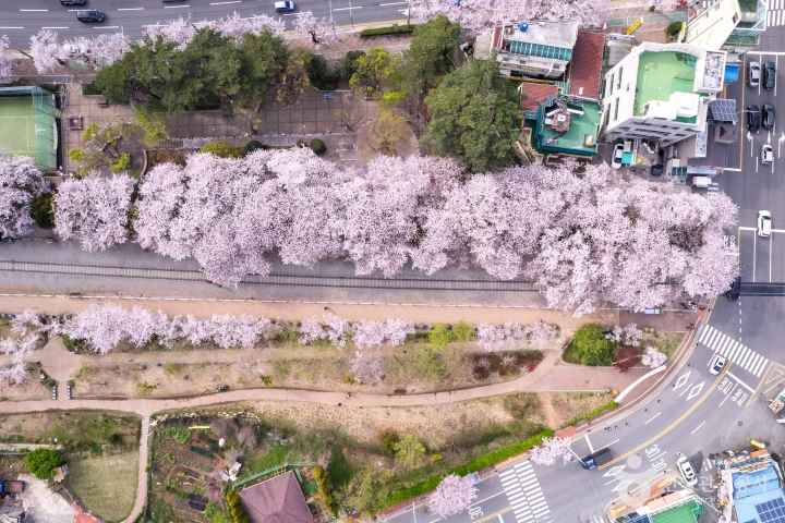 2024 진해군항제