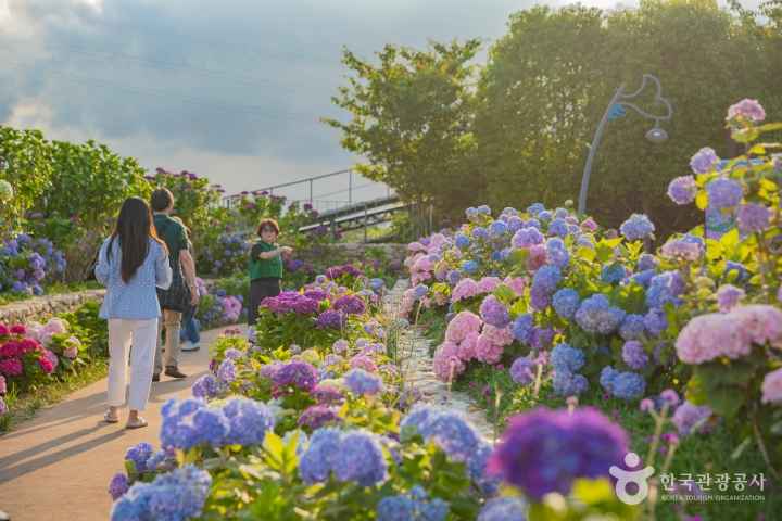 2024 Jangsaengpo Hydrangea Festival