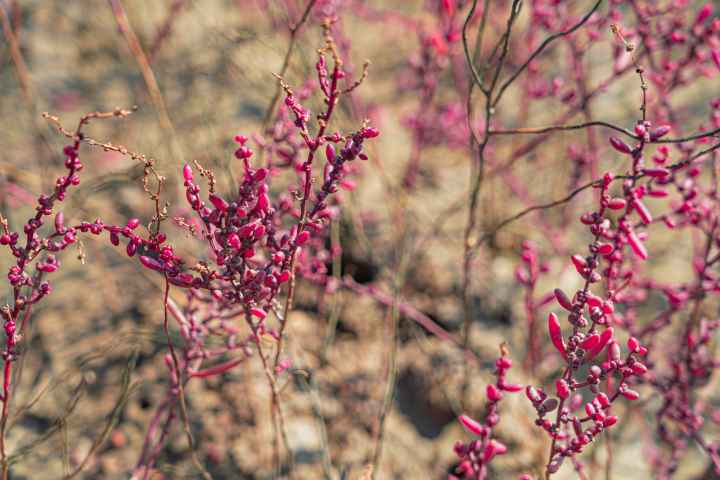 석모도 칠면초 군락지