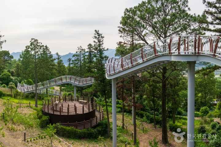 Jeongnamjin Cypress Forest Woodland