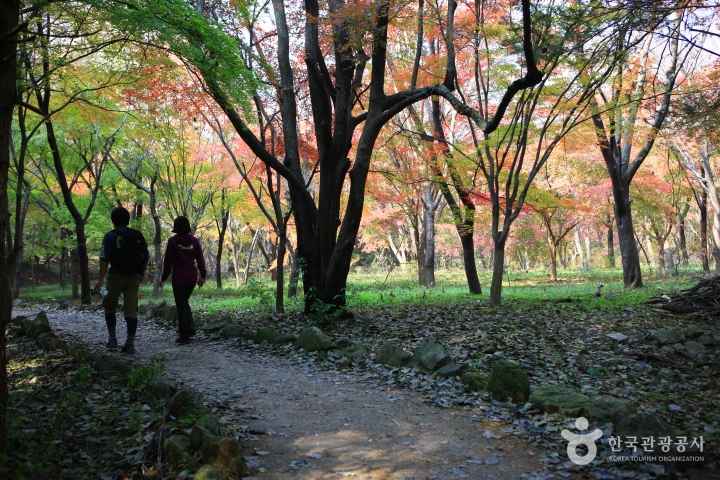 Mt. Naejangsan in Autumn 